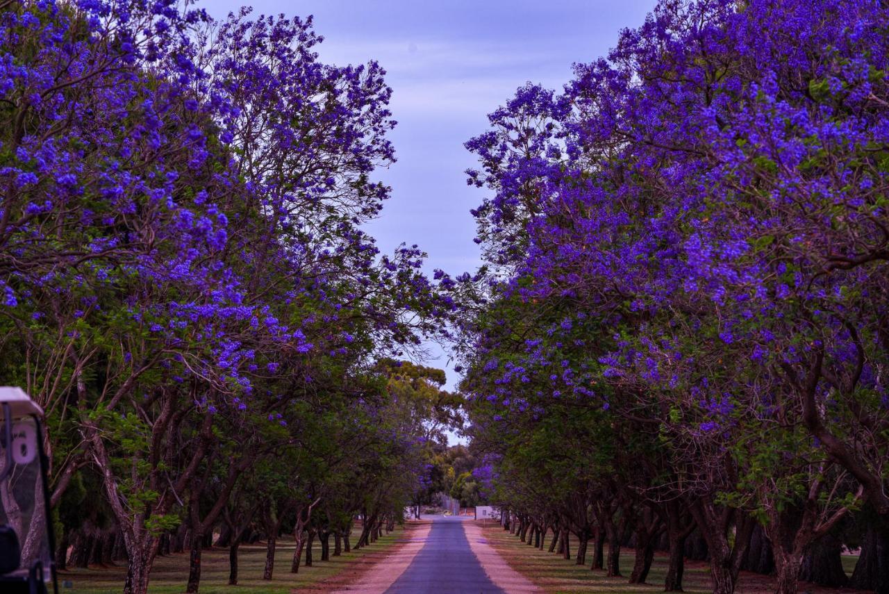 Renmark Country Club Εξωτερικό φωτογραφία